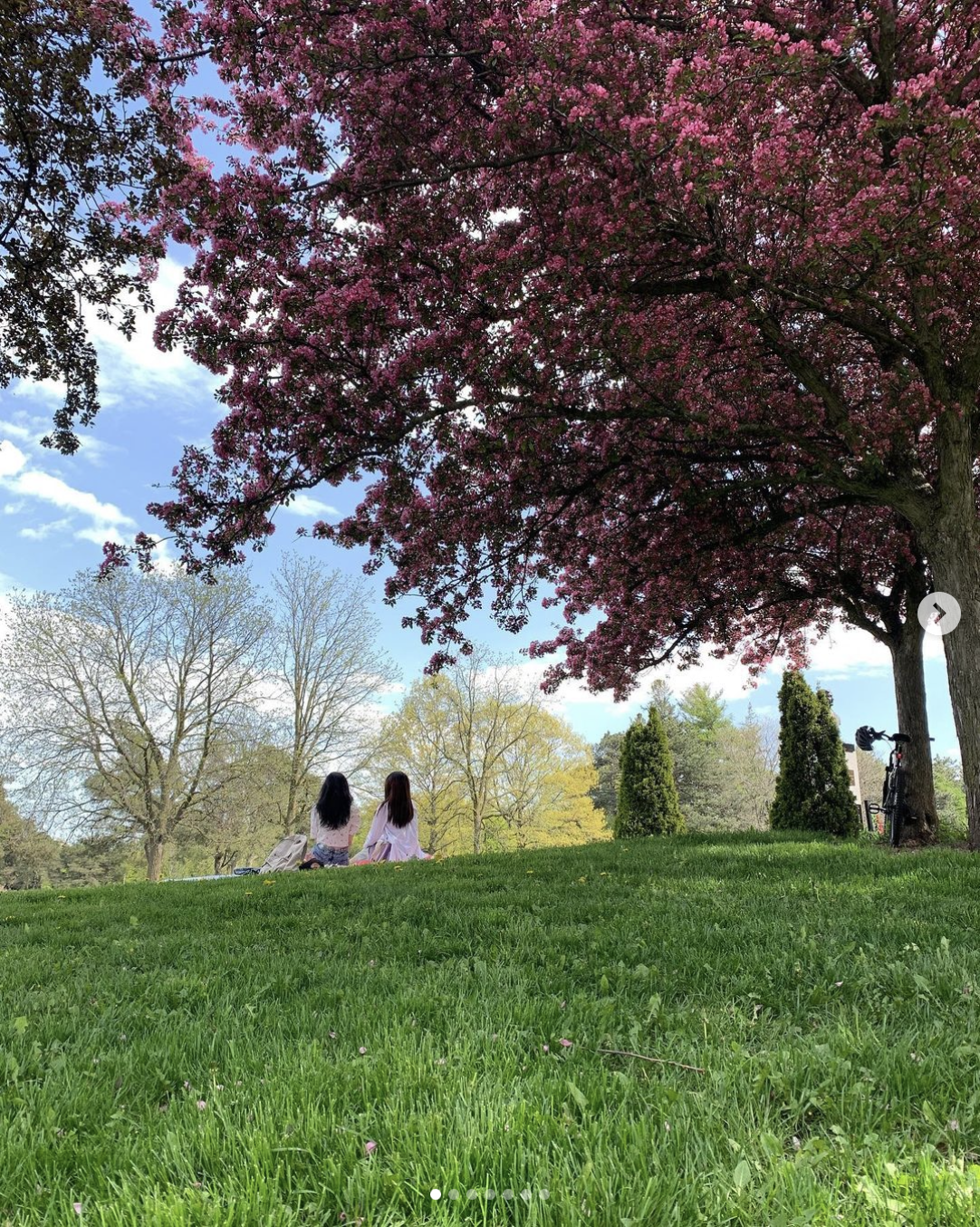 Girls sitting in grass under cherry blossom tree