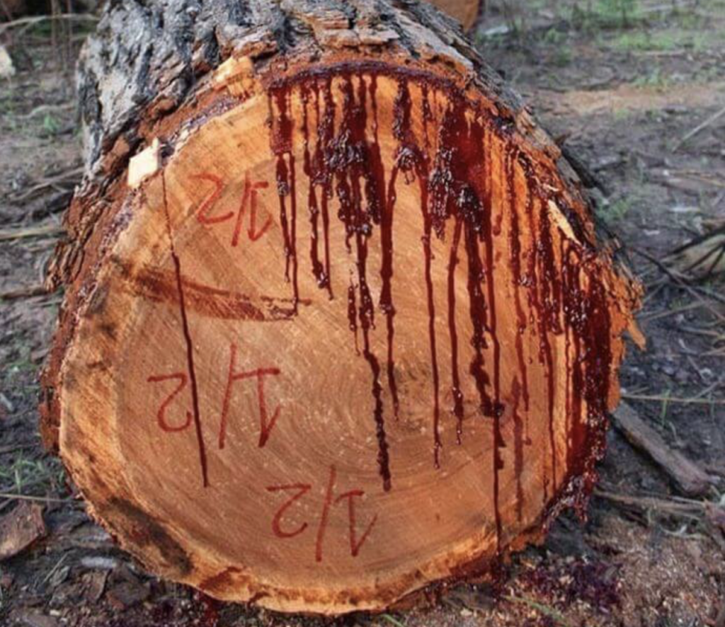 bloodwood tree