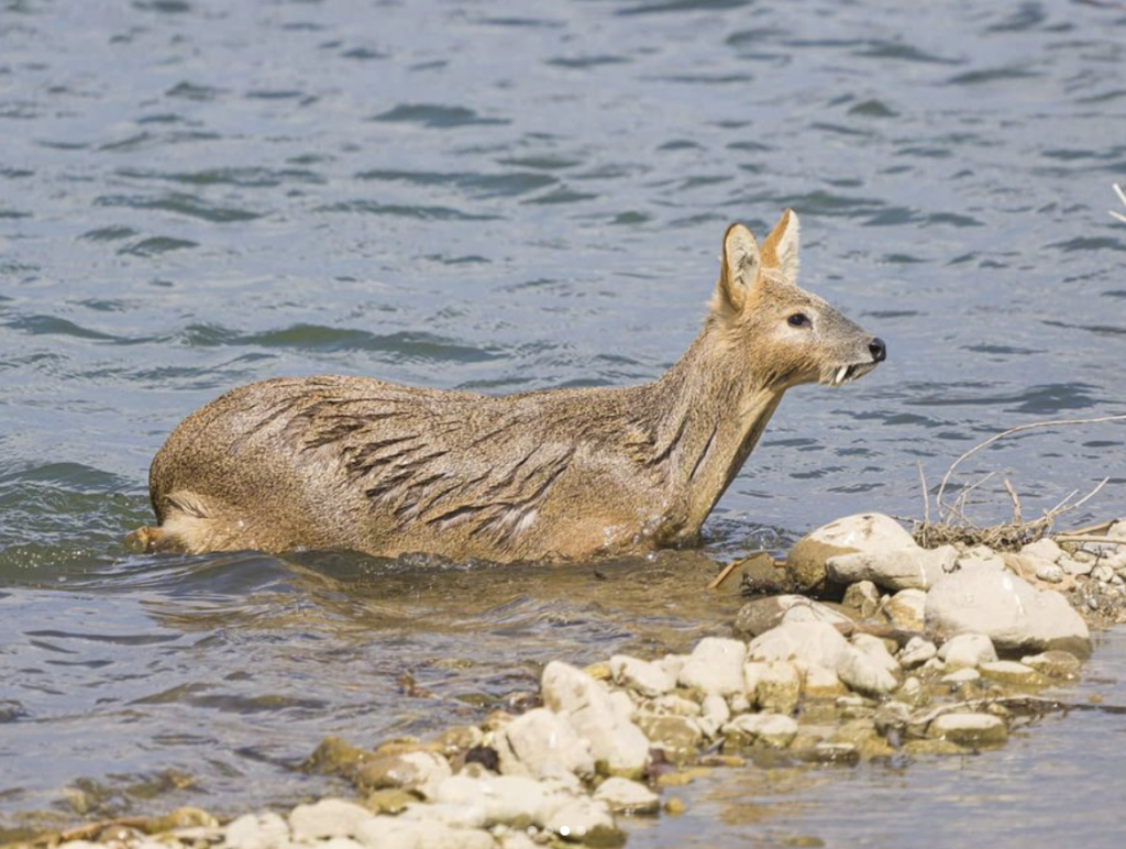 Chinese water deer