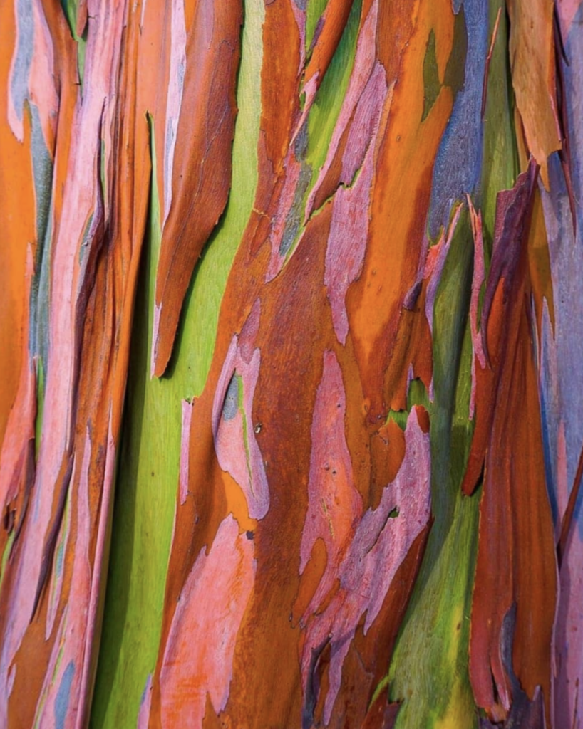 rainbow eucalyptus wood
