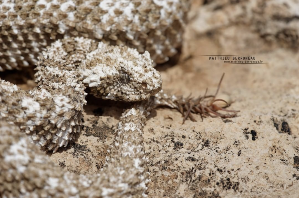 spider tailed horned viper