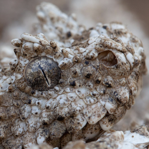 spider tailed horned viper