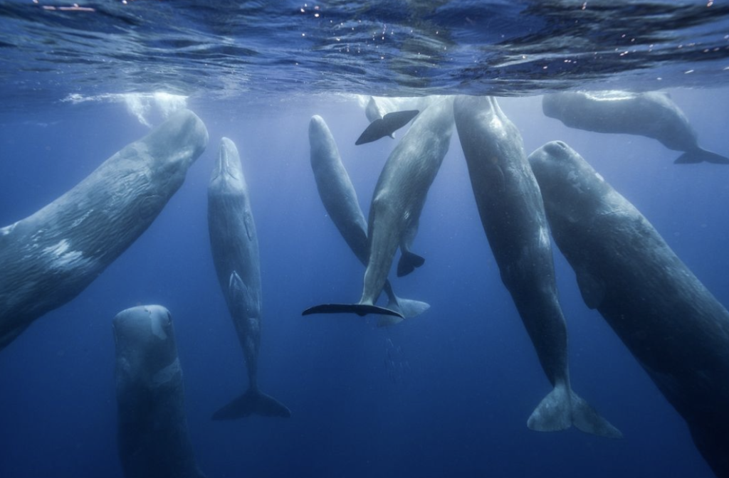 is the sperm whale the loudest animal on earth