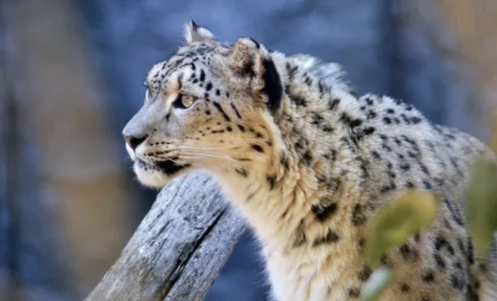 Snow Leopard Camouflage Is So Intense That They're Practically Invisible -  Indie88