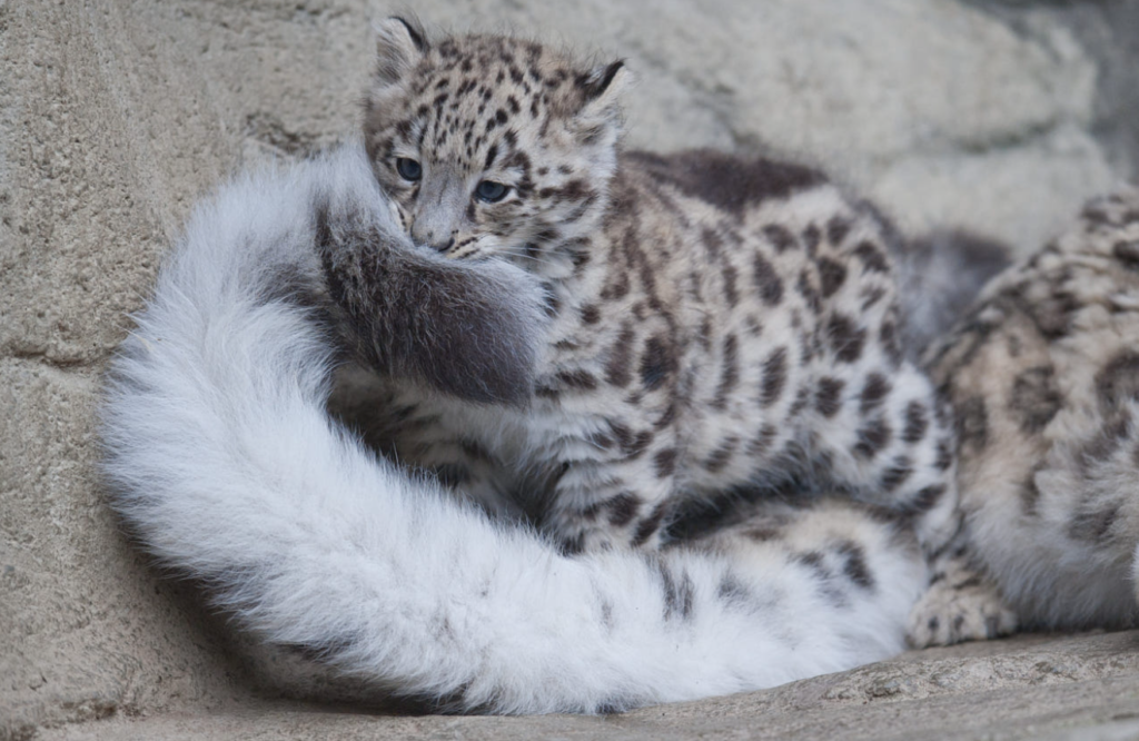 snow leopards love biting their tails