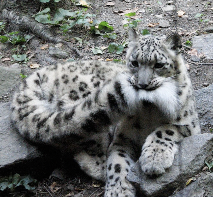 snow leopards love biting their tails