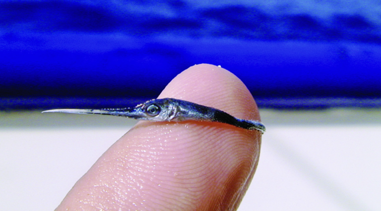 Foto von einem Babyschwertfisch auf einem Finger
