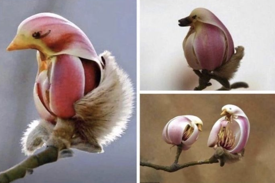 flowers that look like birds
