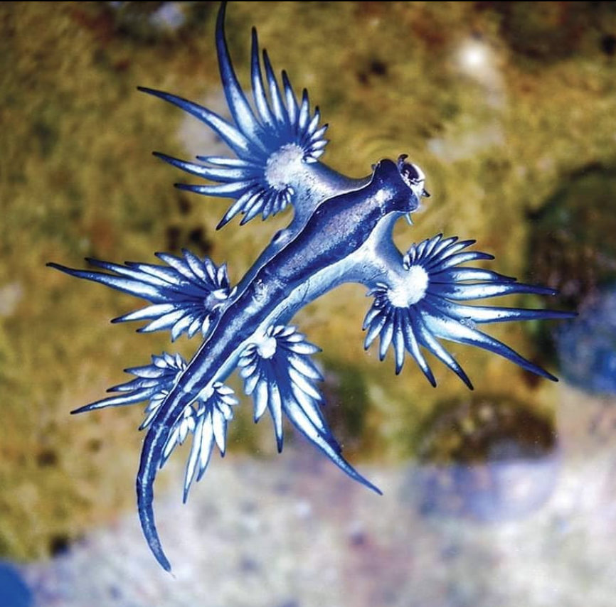 Animals With Blue Colours Are Super Rare. Here's Why. - Indie88