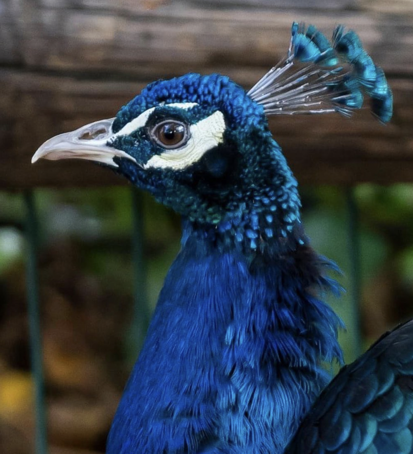 Animals With Blue Colours Are Super Rare. Here's Why. - Indie88