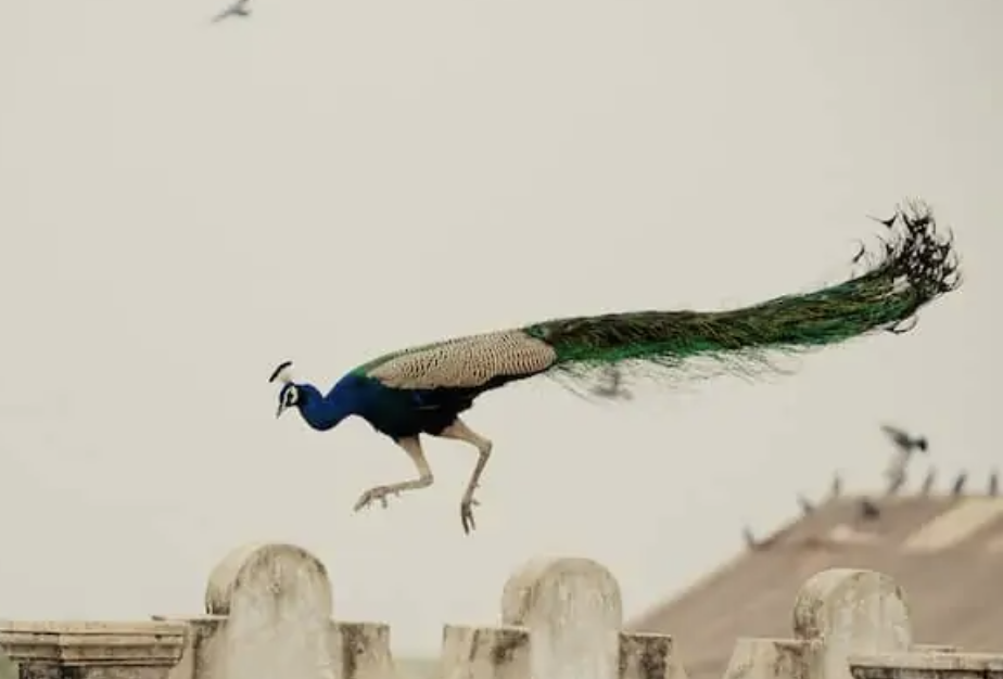 Flying Peacock Images Are Popping Up And Revealing That Nobody Knew Peacocks Could Actually Fly