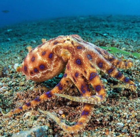 how many brains does an octopus have