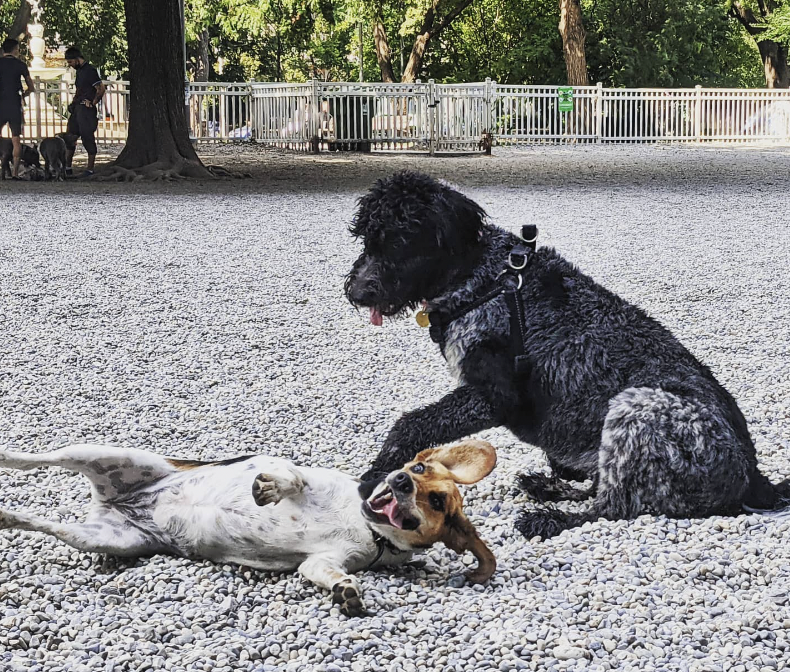 best dog parks in toronto