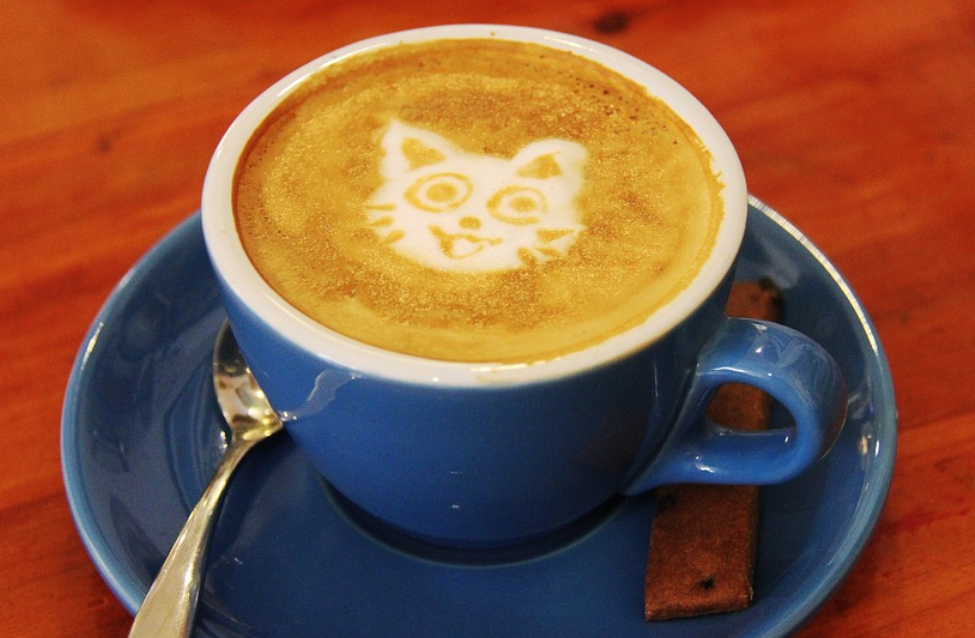 cat cafe toronto