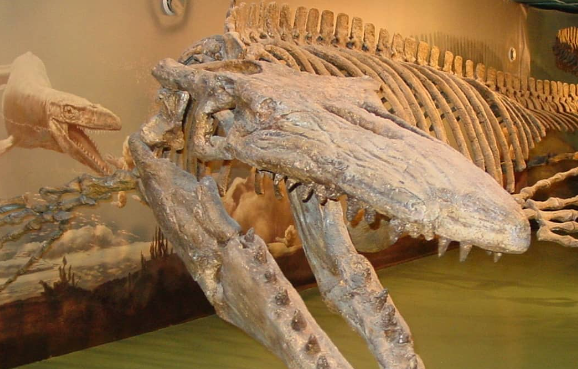 dinosaur museum toronto