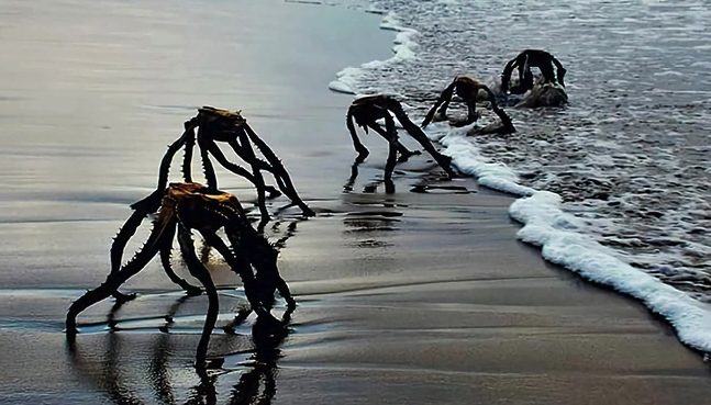 south african sea spiders